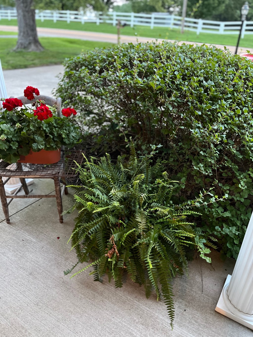 Gardening Dreams: Creating a Colorful Flower Display