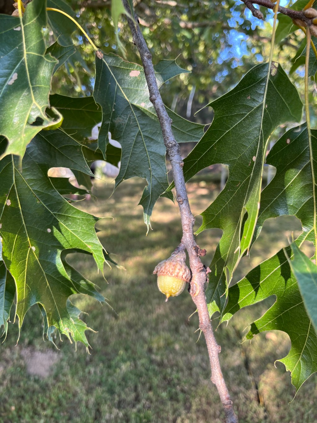 Weekend vintage finds